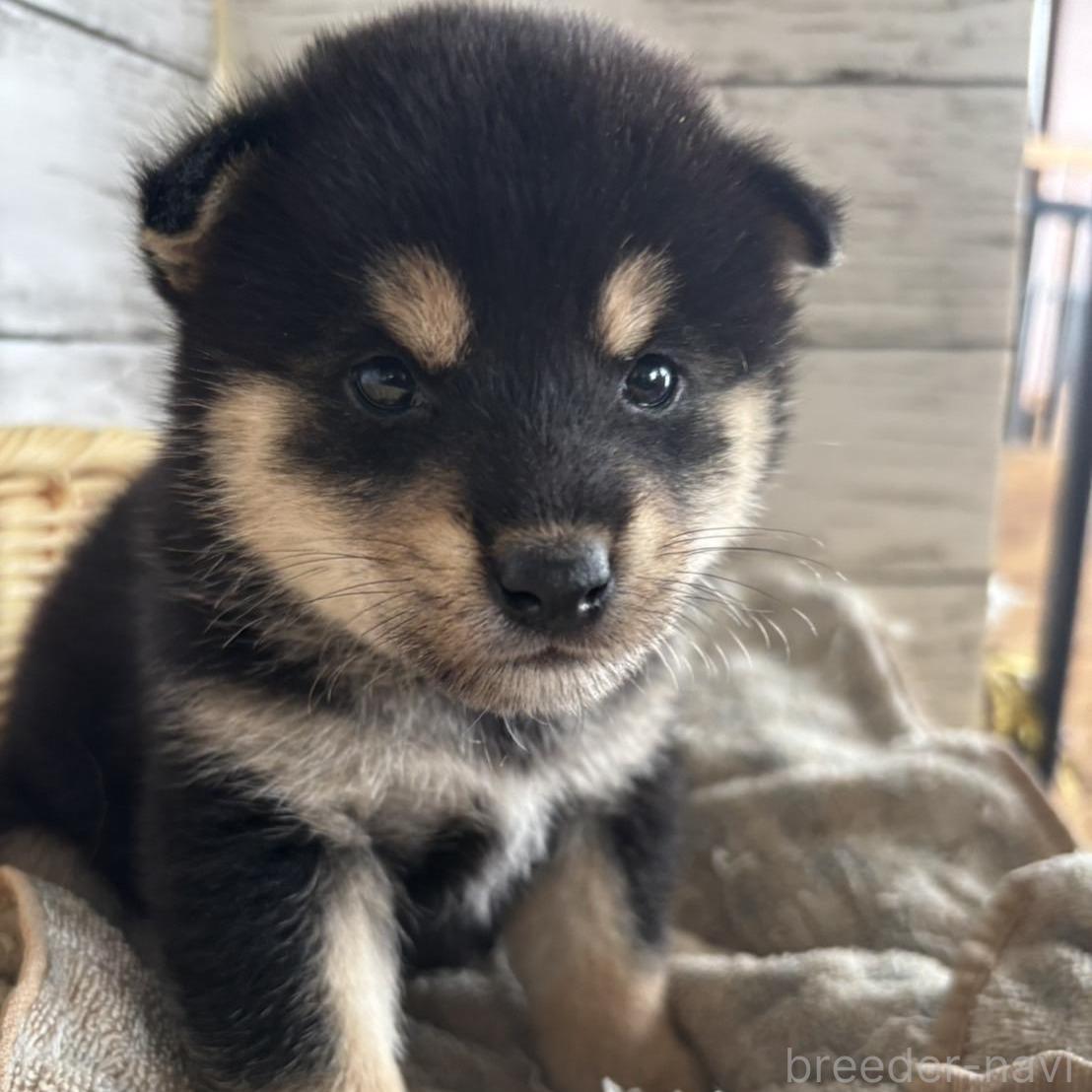 商談中の静岡県の柴犬-390501