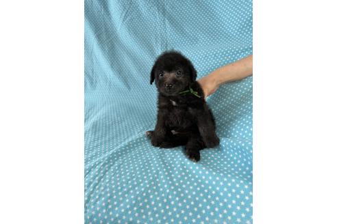 販売中の北海道のミックス犬-390502の4枚目