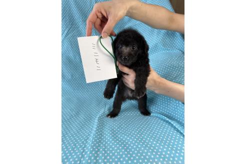 販売中の北海道のミックス犬-390502の3枚目