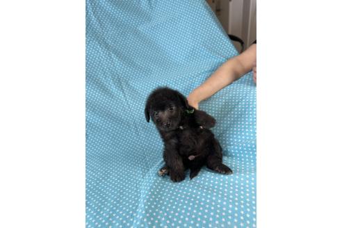 販売中の北海道のミックス犬-390502の2枚目