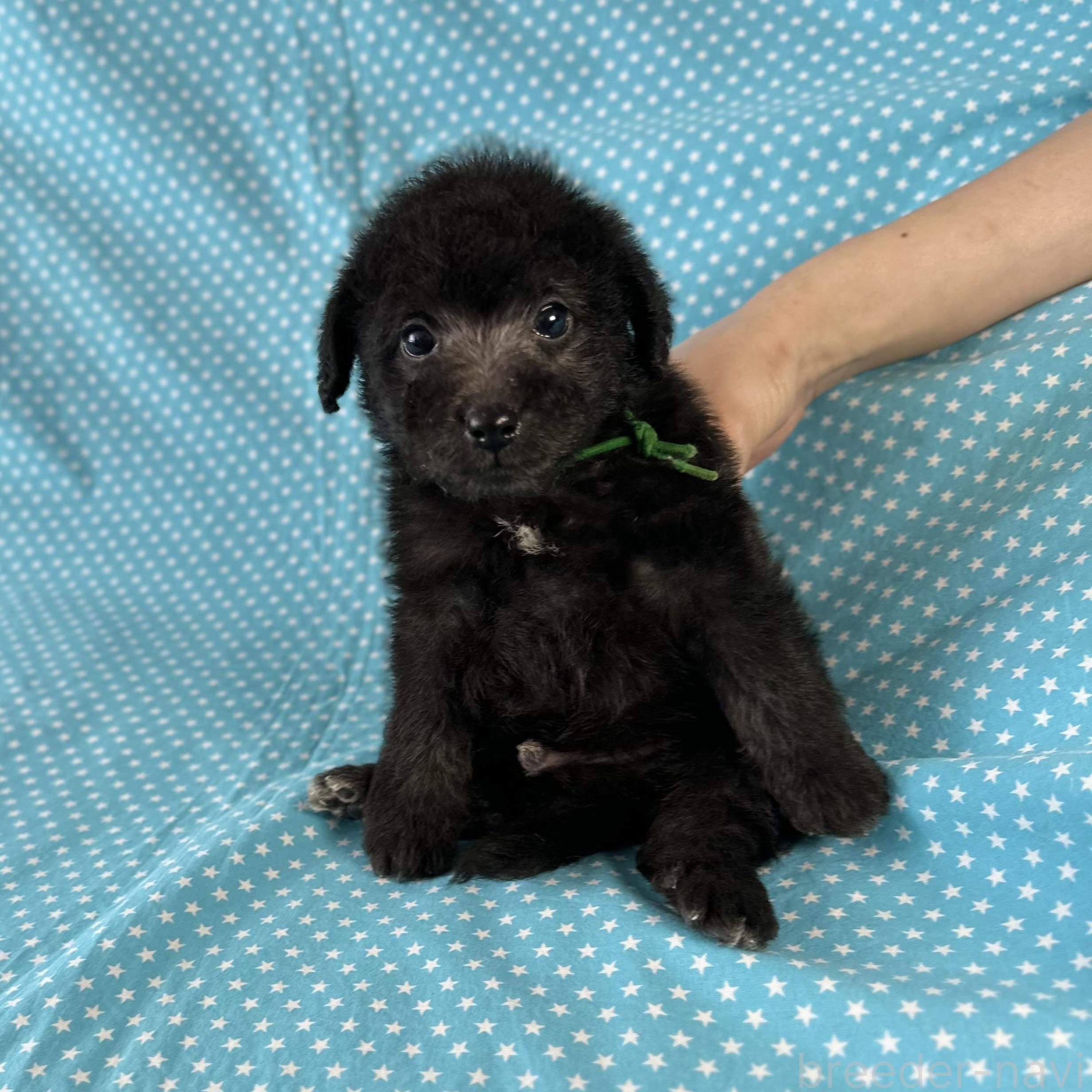 販売中の北海道のミックス犬-390502の1枚目