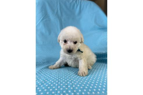 販売中の北海道のミックス犬-390503の4枚目