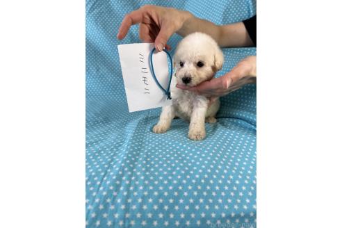 販売中の北海道のミックス犬-390503の3枚目