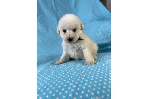 販売中の北海道のミックス犬-390503の2枚目