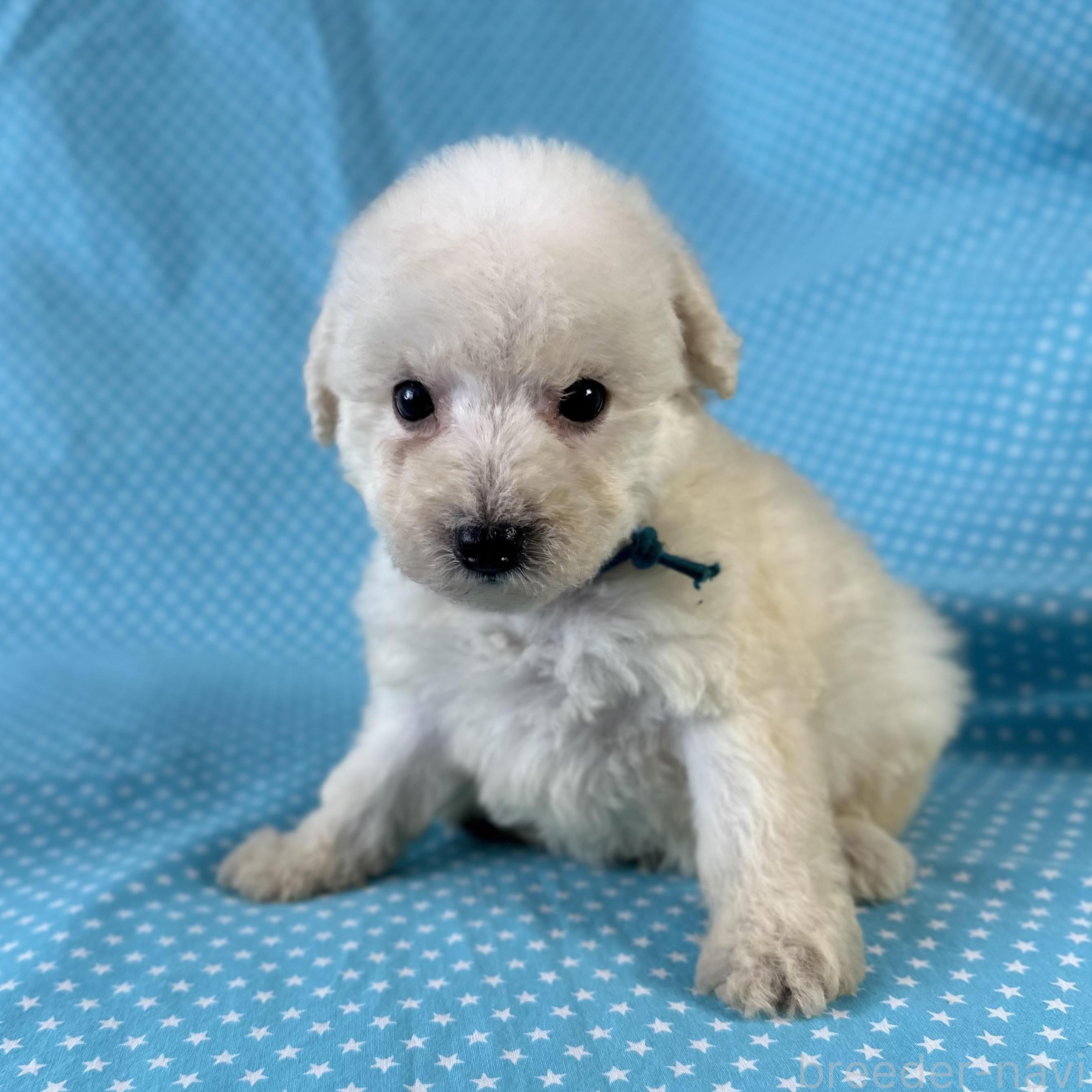 販売中の北海道のミックス犬-390503の1枚目