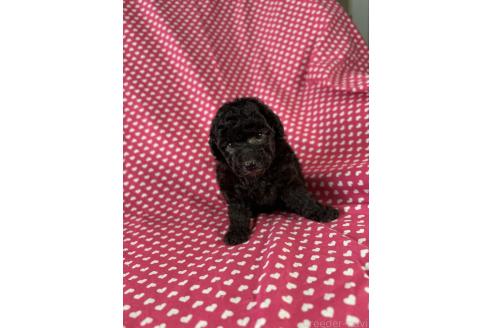 販売中の北海道のミックス犬-390505の2枚目