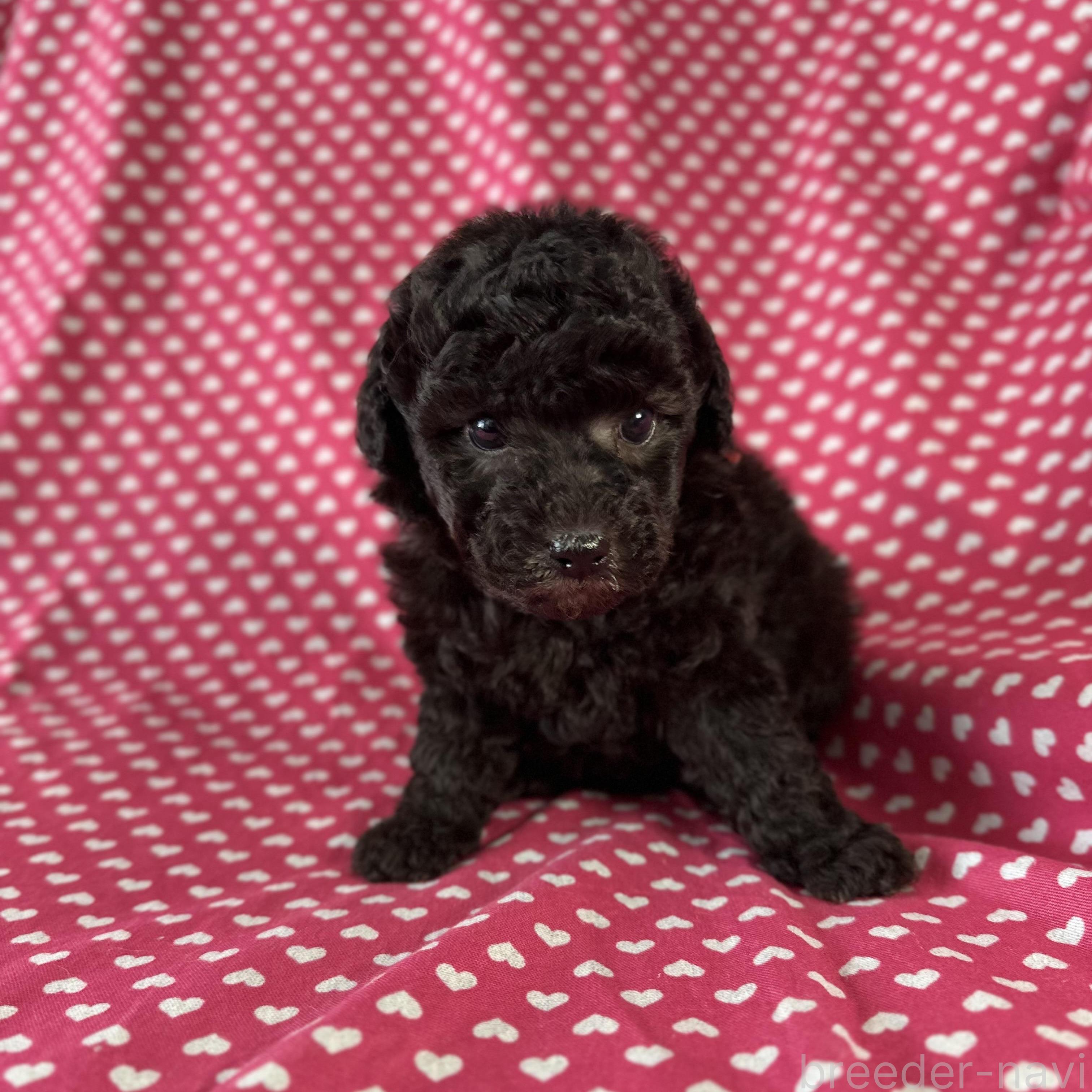 販売中の北海道のミックス犬-390505