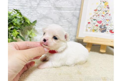 販売中の岐阜県のチワマル:チワワ×マルチーズ-390508の5枚目