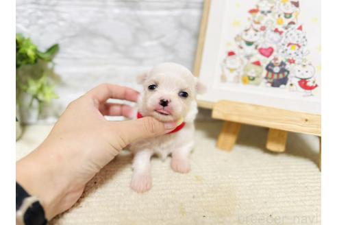 販売中の岐阜県のチワマル:チワワ×マルチーズ-390508の3枚目