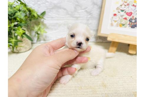 販売中の岐阜県のチワマル:チワワ×マルチーズ-390510の4枚目