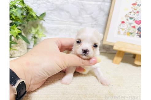 販売中の岐阜県のチワマル:チワワ×マルチーズ-390510の2枚目