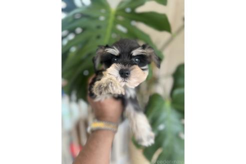 成約済の静岡県のミニチュアシュナウザー-385205の3枚目