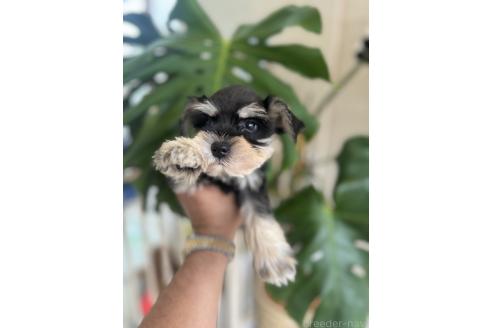 成約済の静岡県のミニチュアシュナウザー-385205の2枚目