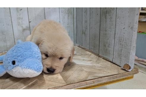 販売中の熊本県のゴールデンレトリーバー-385762の18枚目