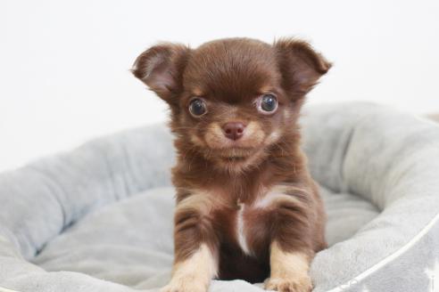 成約済の京都府のチワワ(ロングコート)-386962の7枚目