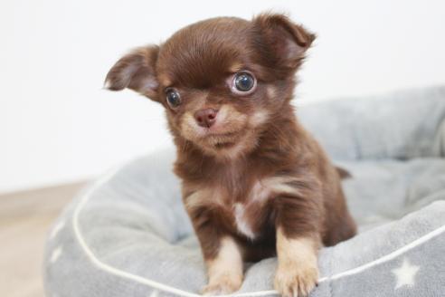 成約済の京都府のチワワ(ロングコート)-386962の6枚目