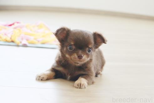 成約済の京都府のチワワ(ロングコート)-386962の5枚目