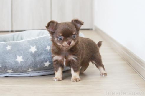 成約済の京都府のチワワ(ロングコート)-386962の4枚目