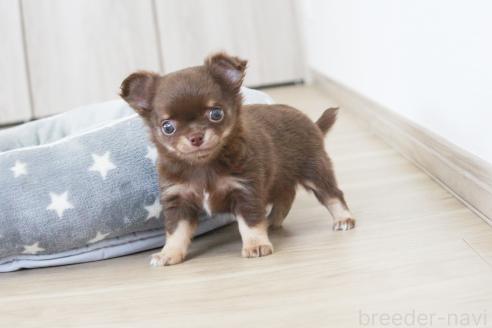 成約済の京都府のチワワ(ロングコート)-386962の3枚目