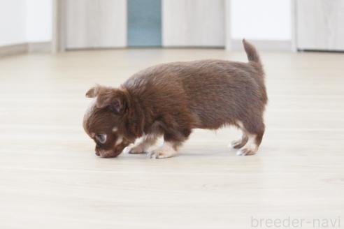 成約済の京都府のチワワ(ロングコート)-386962の2枚目