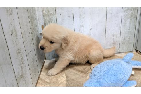 販売中の熊本県のゴールデンレトリーバー-390532の10枚目