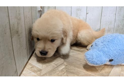 販売中の熊本県のゴールデンレトリーバー-390532の9枚目