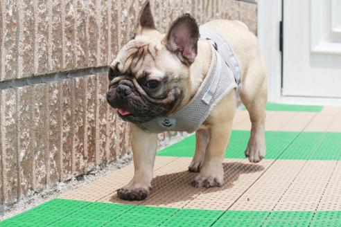 販売中の京都府のフレンチブルドッグ-350303の3枚目