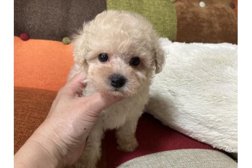 販売中の福岡県のマルプー:マルチーズ×トイプードル-390528の5枚目