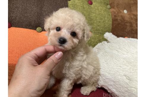 販売中の福岡県のマルプー:マルチーズ×トイプードル-390528の4枚目
