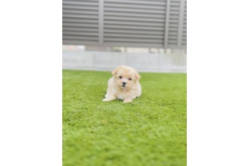 販売中の福岡県のミックス犬-390534の7枚目
