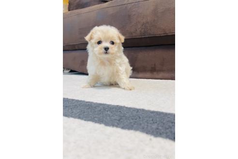 販売中の福岡県のミックス犬-390534の6枚目