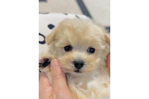 販売中の福岡県のミックス犬-390534の5枚目