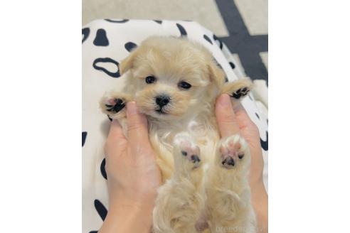 販売中の福岡県のミックス犬-390534の4枚目