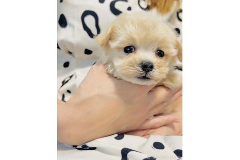 販売中の福岡県のミックス犬-390534の3枚目