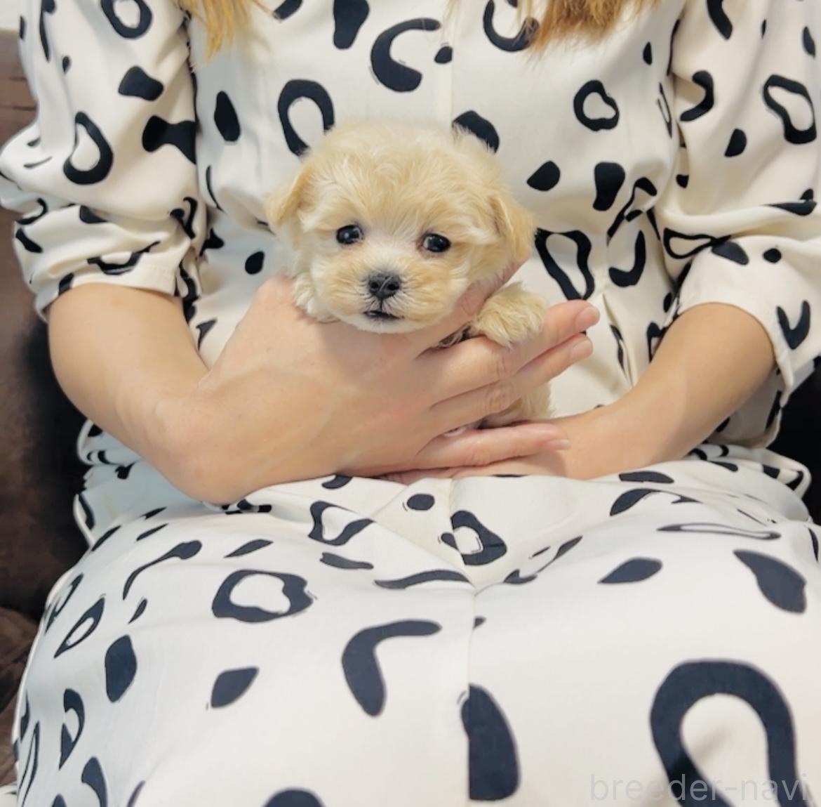 販売中の福岡県のミックス犬-390534の2枚目
