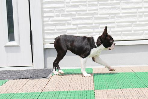 販売中の京都府のボストンテリア-348427の4枚目