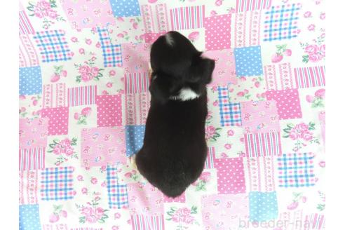 成約済の千葉県のチワワ(ロングコート)-385610の6枚目