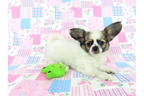 販売中の千葉県のミックス犬-379892の4枚目
