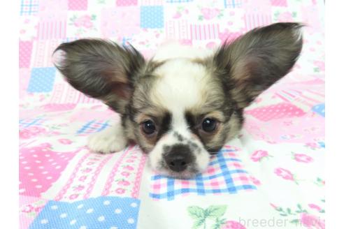 販売中の千葉県のミックス犬-379892の3枚目