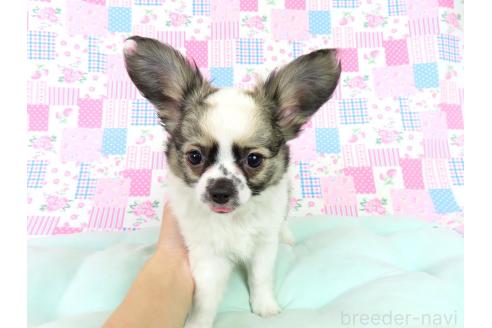販売中の千葉県のミックス犬-379892の2枚目