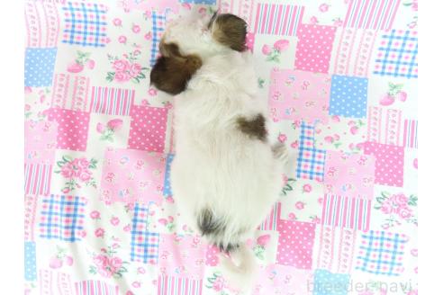 商談中の千葉県のミックス犬-379894の6枚目