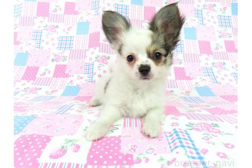 商談中の千葉県のミックス犬-379894の5枚目