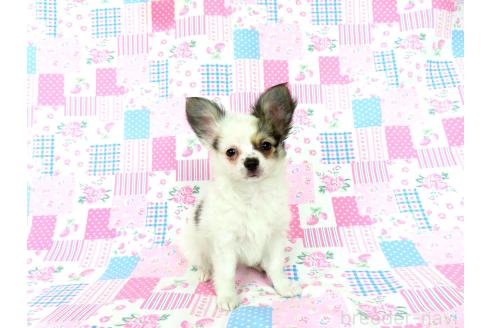 商談中の千葉県のミックス犬-379894の3枚目