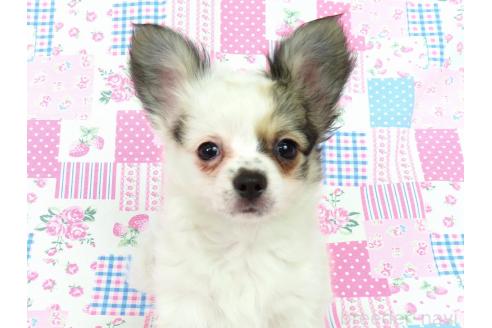 商談中の千葉県のミックス犬-379894の2枚目