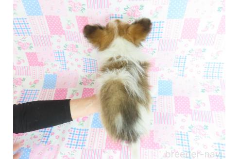 成約済の千葉県のパピヨン-379311の5枚目