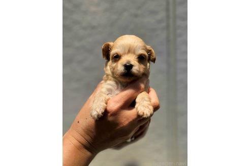 販売中の長野県のチワプー:チワワ×トイプードル-390560