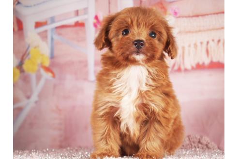 販売中の茨城県のミックス犬-390561の8枚目