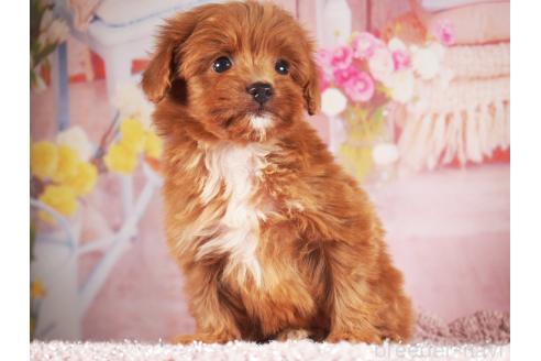 販売中の茨城県のミックス犬-390561の9枚目