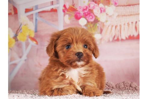販売中の茨城県のミックス犬-390561の7枚目