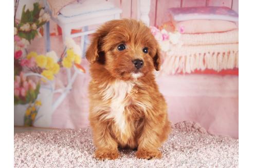 販売中の茨城県のミックス犬-390561の6枚目